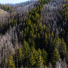 Grey burned trees and green unburned trees in patches across landscape