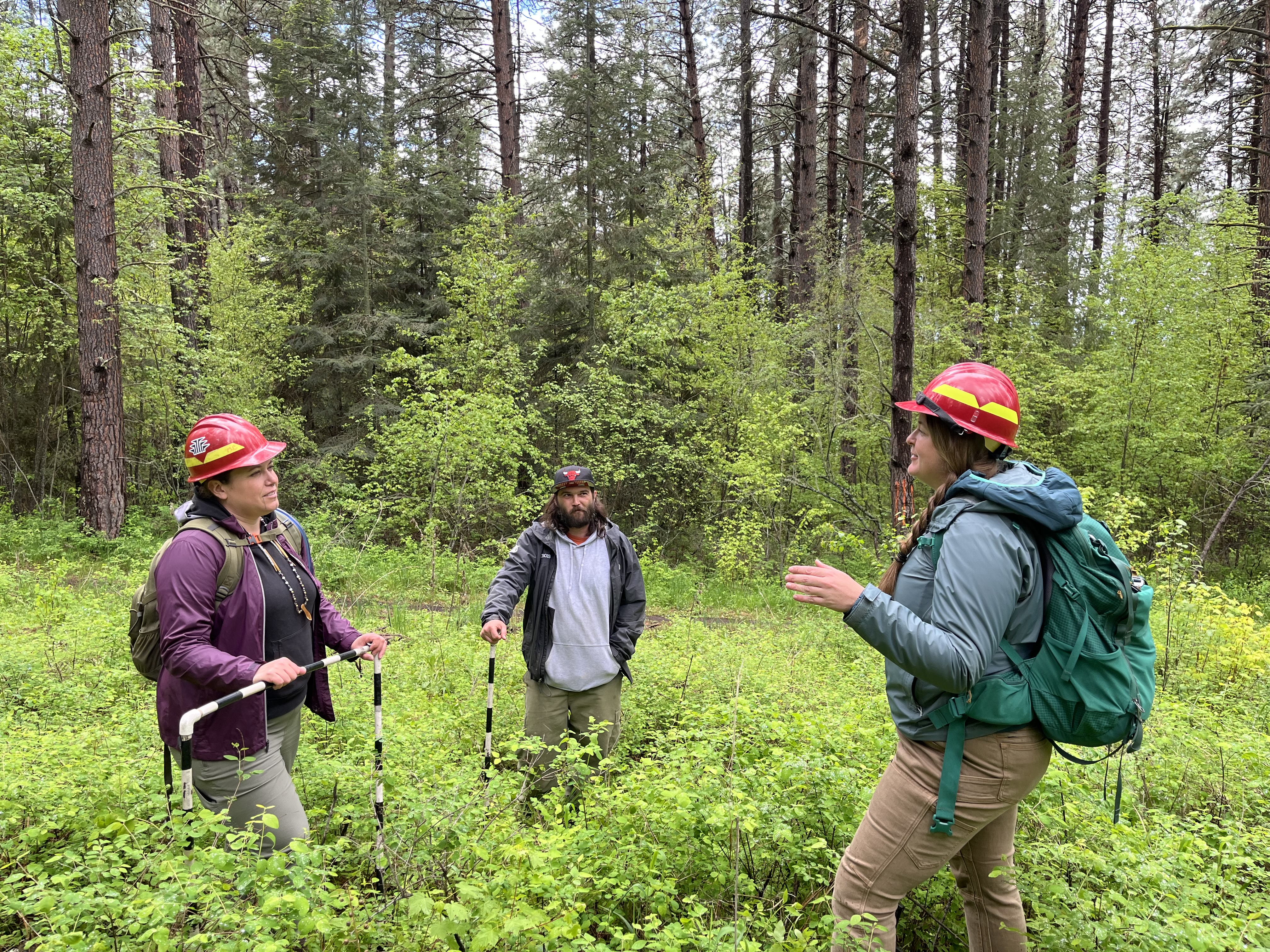 Three people standing in low shrubs talking