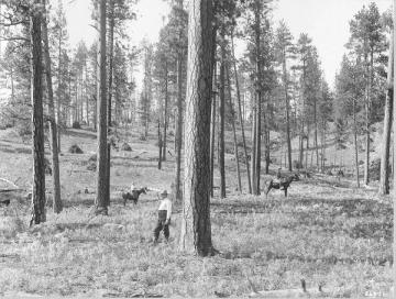 Black and white image of a forest with mature conifers, very little underbrush, several men, and horses