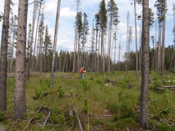 Tenderfoot Creek Experimental Forest