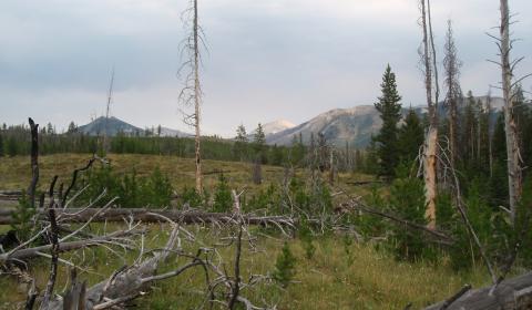 Reburn in the Bob Marshall Wilderness