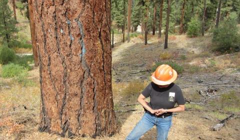 Terrie Jain on Boise Basin Field Trip at the base of a large conifer