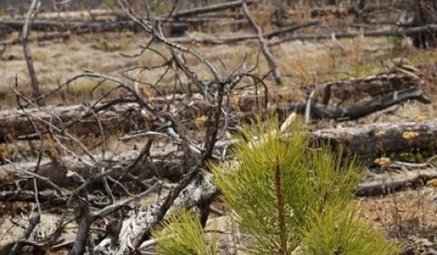 Post-fire tree regeneration