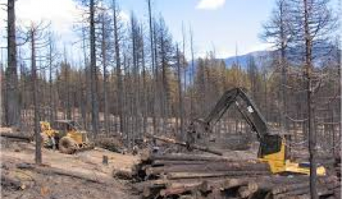 Post-fire salvage logging