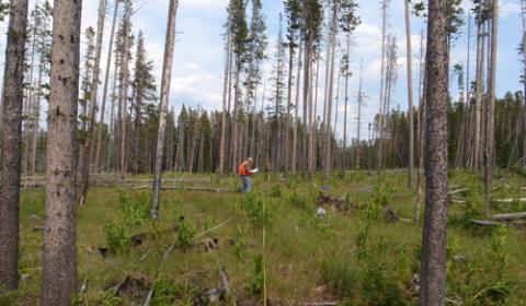 Tenderfoot Creek Experimental Forest
