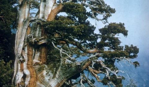 Whitebark pine