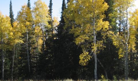 Yellow Aspen