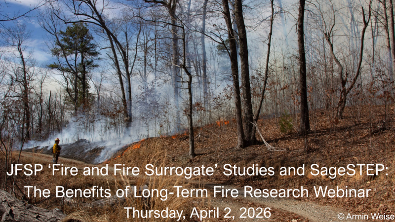 Mixed forest with surface fire moving through