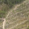 Post-fire salvage logging