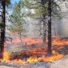 understory of pine stand burning
