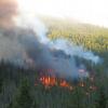 Understory burn in forest