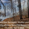 Mixed forest with surface fire moving through